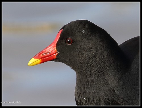 Gallinule poule-d'eau